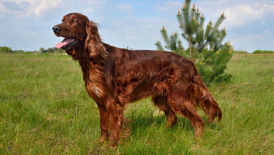 Slip on irish setters new arrivals